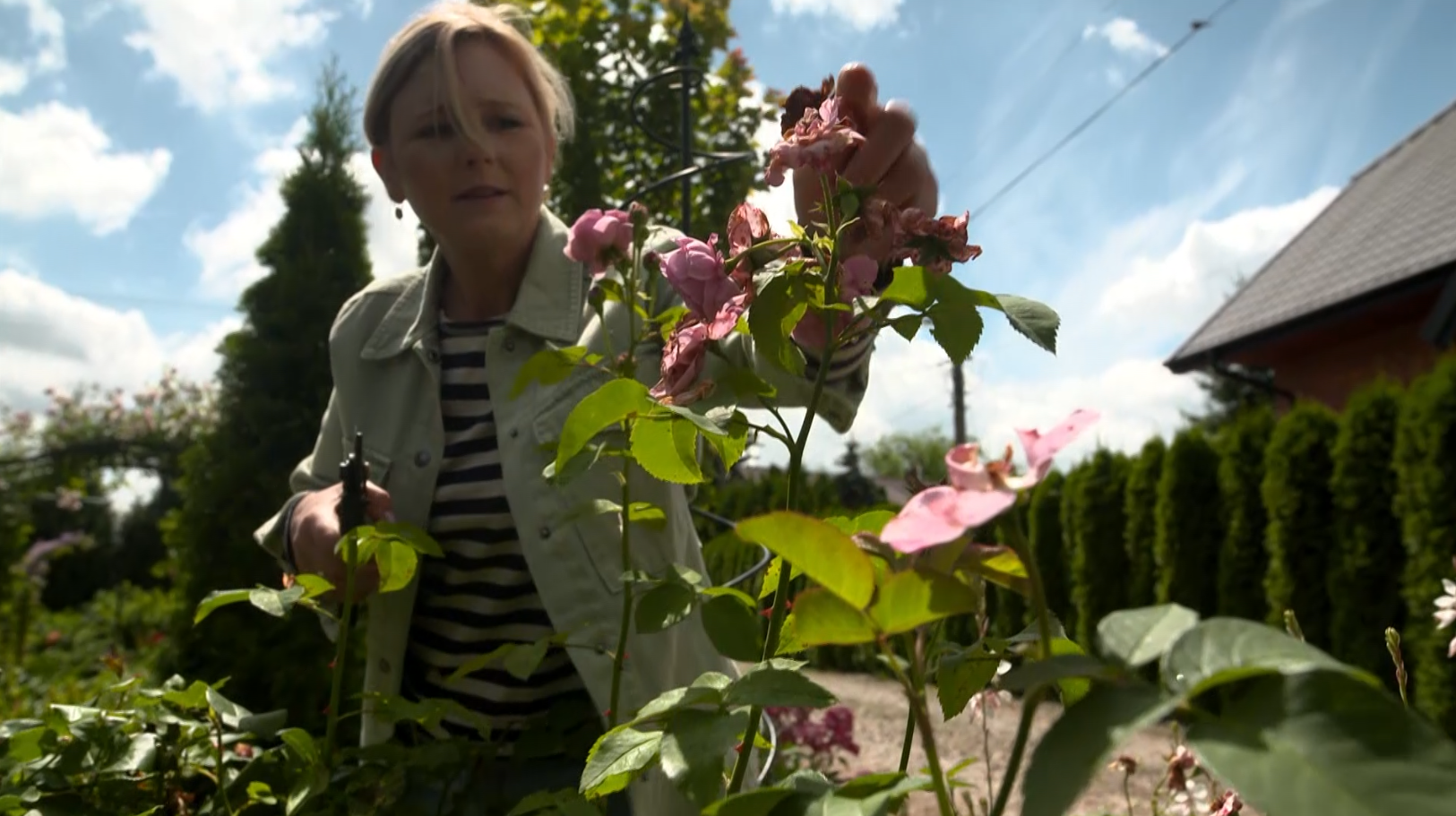 "Nowa Maja w ogrodzie": jak i kiedy przycinać róże?